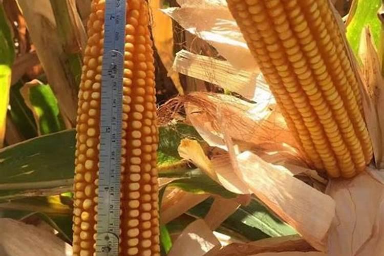 种玉米最好的肥料是什么？