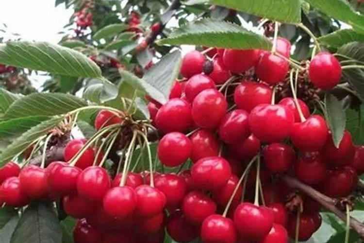 茶花开花期间应加什么肥料