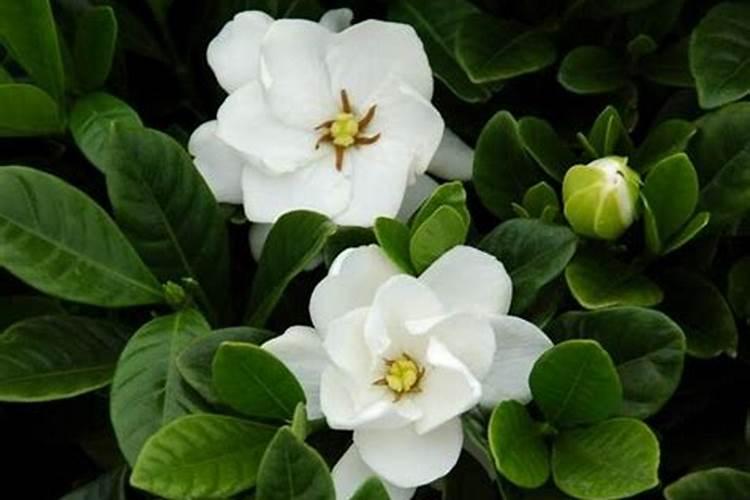 栀子花花苞期怎么施肥