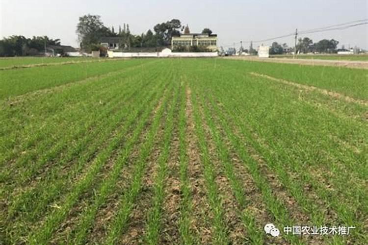 在农村大面积种植玉米时,怎样正确的去施肥呢？