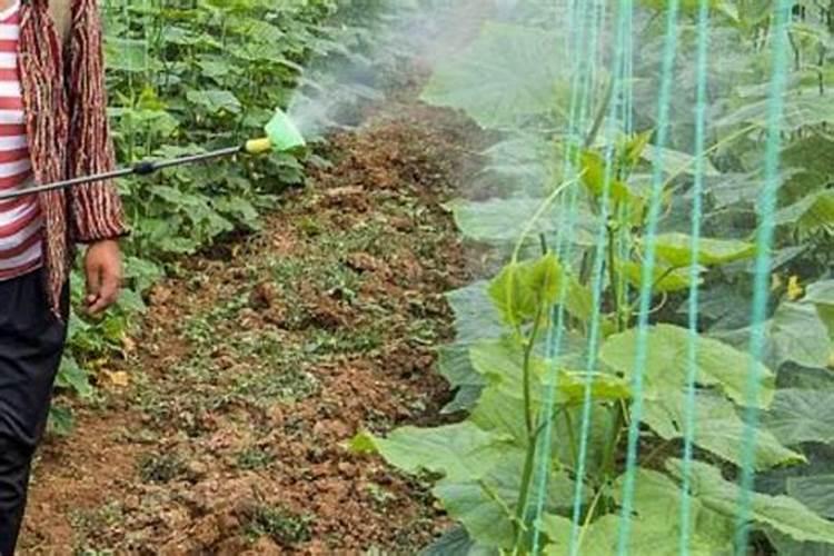 黄瓜几天一浇水几天一施肥