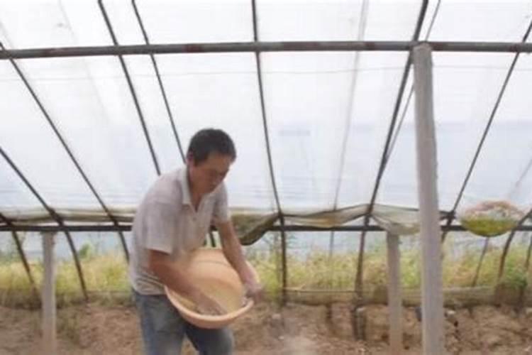 玉米低温缺磷怎么处理