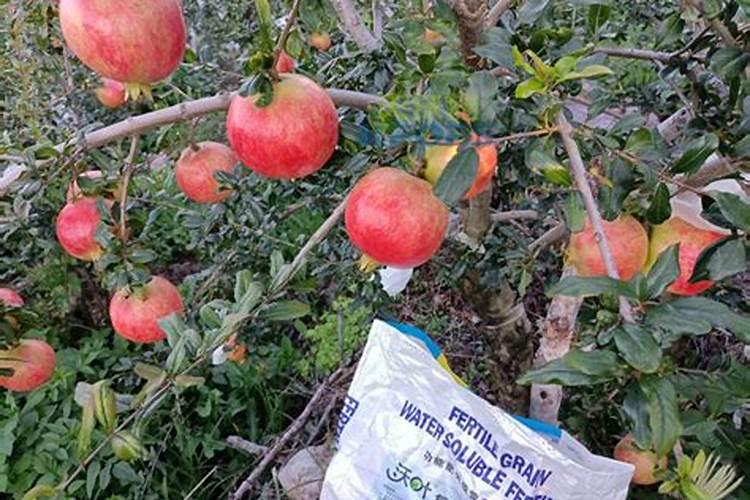 石榴树用什么肥料最好