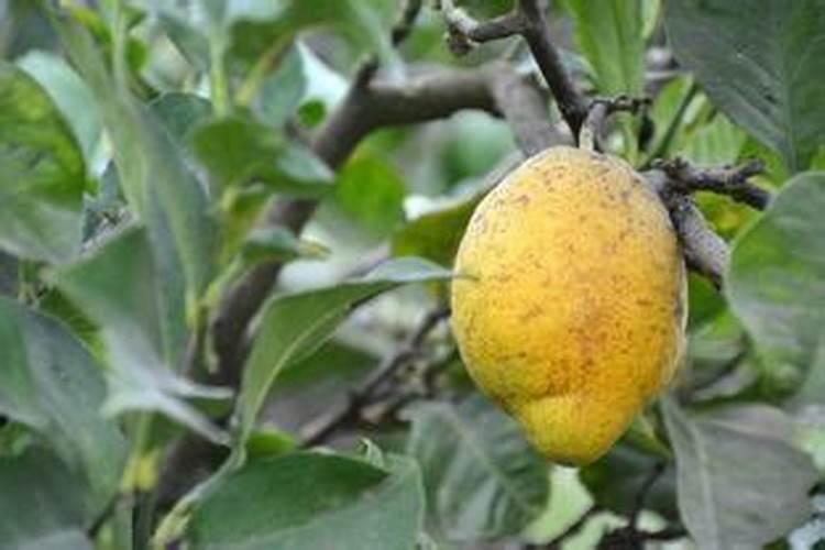 天津绿颖矿物油和高钾型叶面肥可以混用吗
