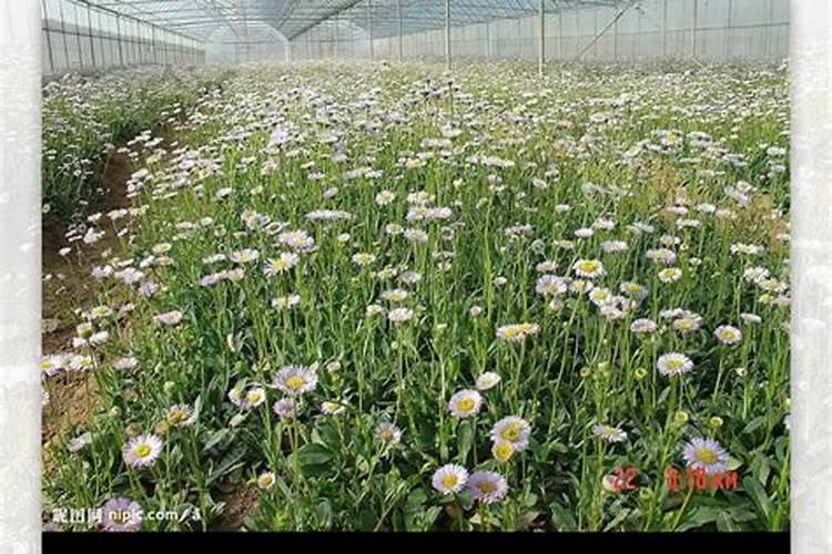 凤仙花的种植方法及病害防治