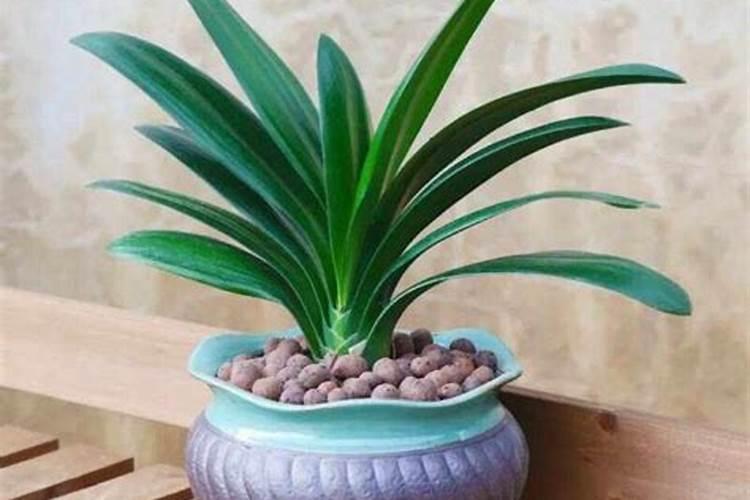 菜籽油可以喷在西瓜叶子上吗？