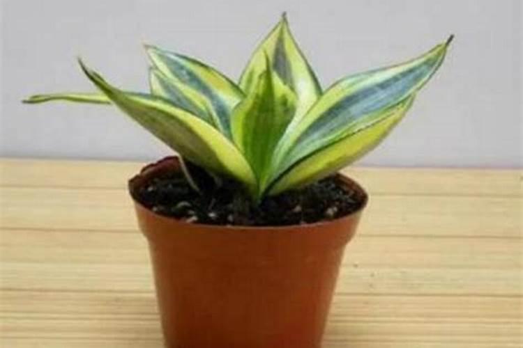 玉米植株矮小,但也开花,为什么不结棒呢？
