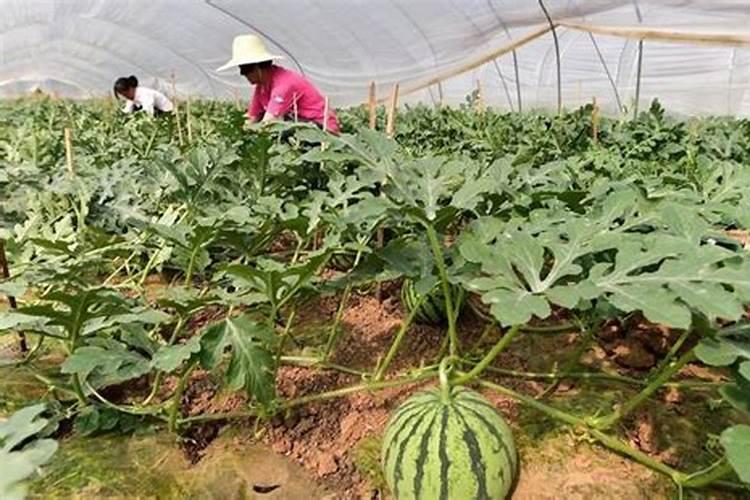 西瓜种植与施肥技术