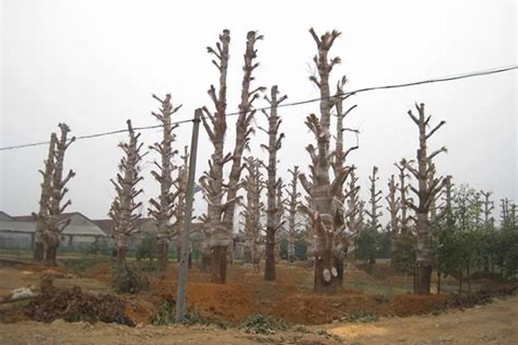 室内种植芽菜方法是什么？