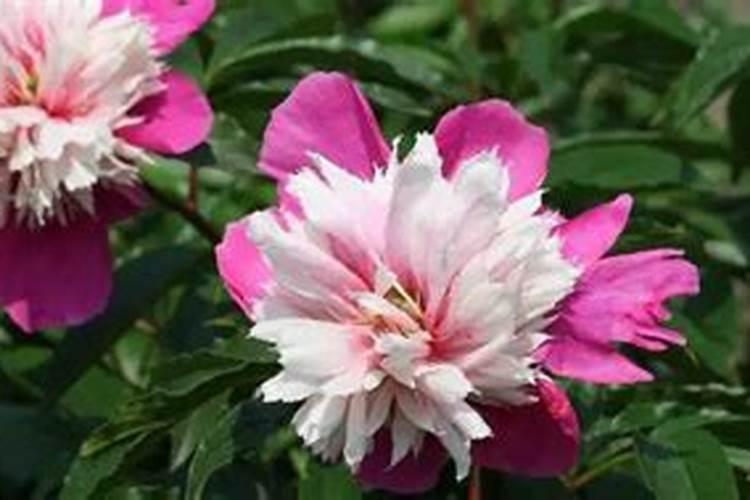 芍药春天如何施肥