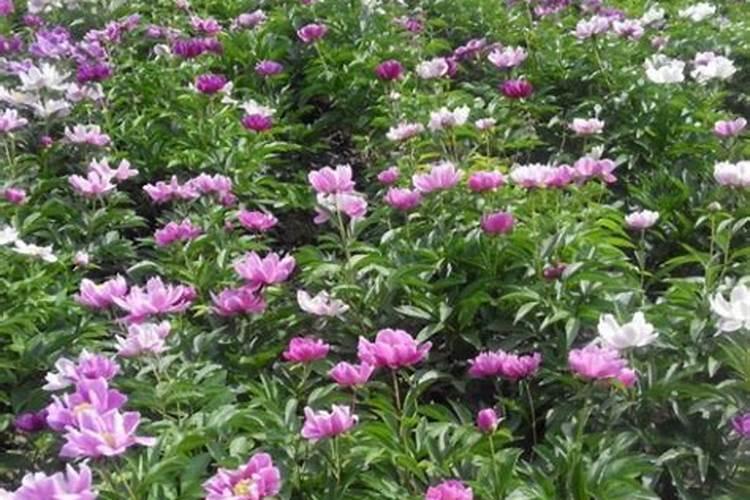 芍药施什么肥最好