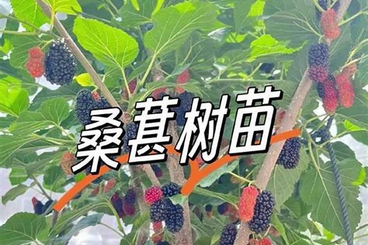 洛阳适合种植拐枣树吗？