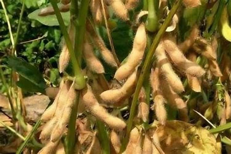 麦子灌浆期打什么叶面肥好