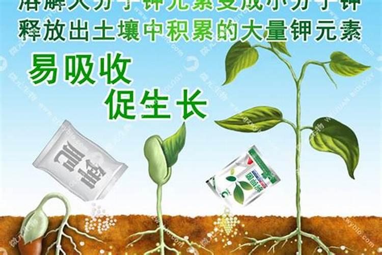 什么水果含钙最多
