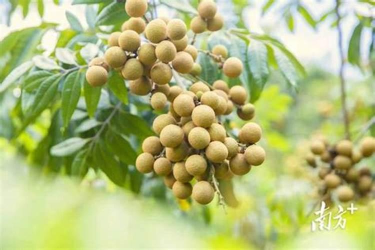 芸苔素内酯能膨果吗