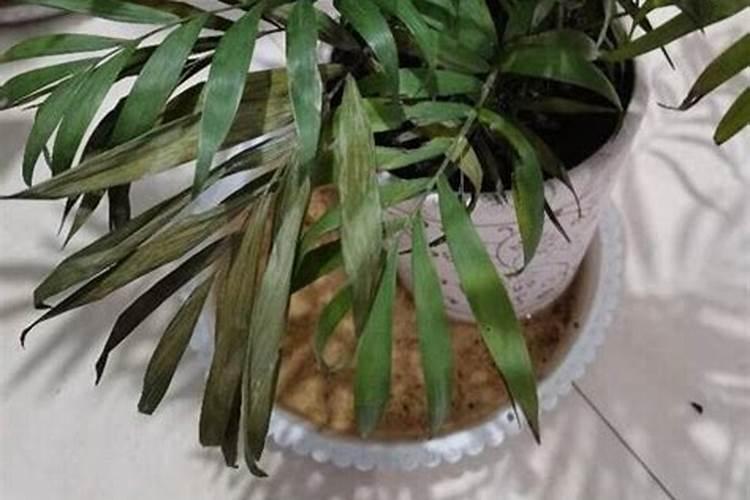 番茄开花时期适合用什么叶面肥进行喷施？