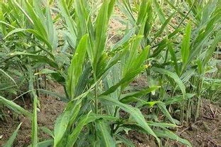 生姜种植如何施肥