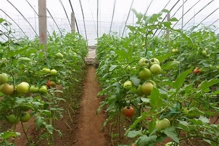 种西红柿用什么肥料最好