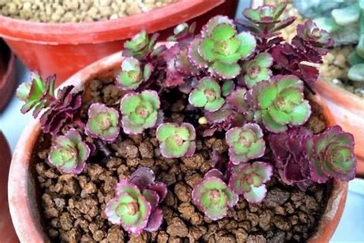 月季花夏季施什么肥好