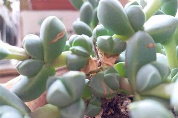 鹿角海棠怎么施肥