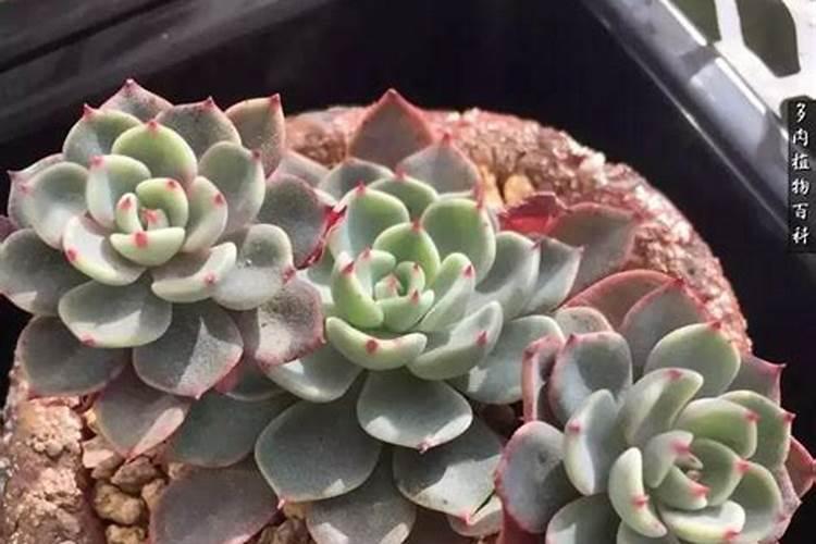 温室蔬菜大棚每亩1年能挣多少钱