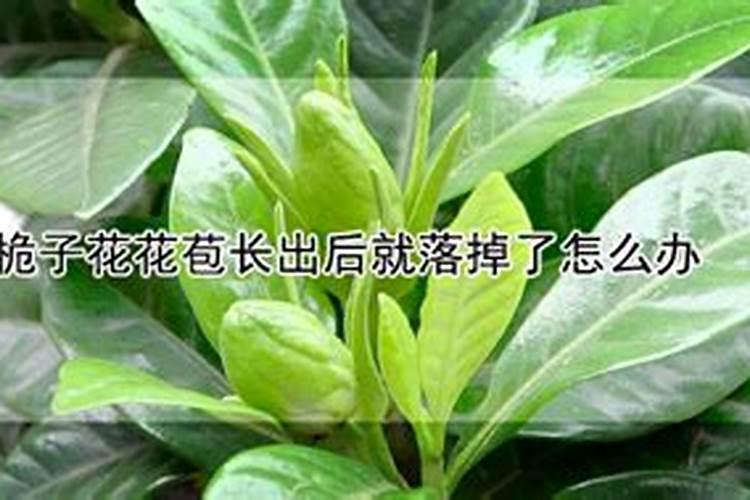 茶花开花期间应加什么肥料