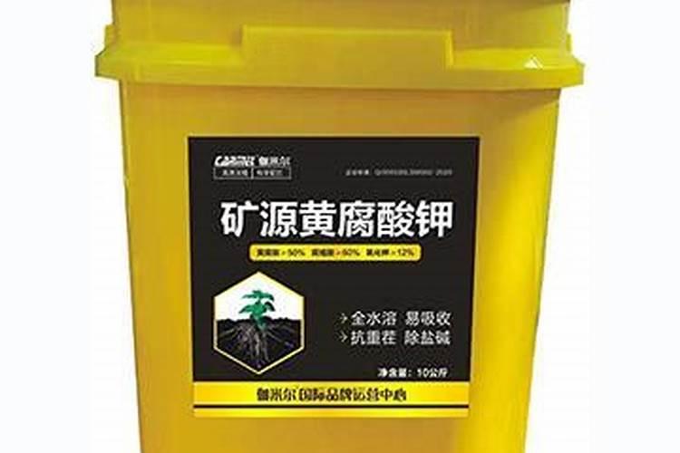 月桂的养殖方法和注意事项 月桂的养殖方法与注意事项