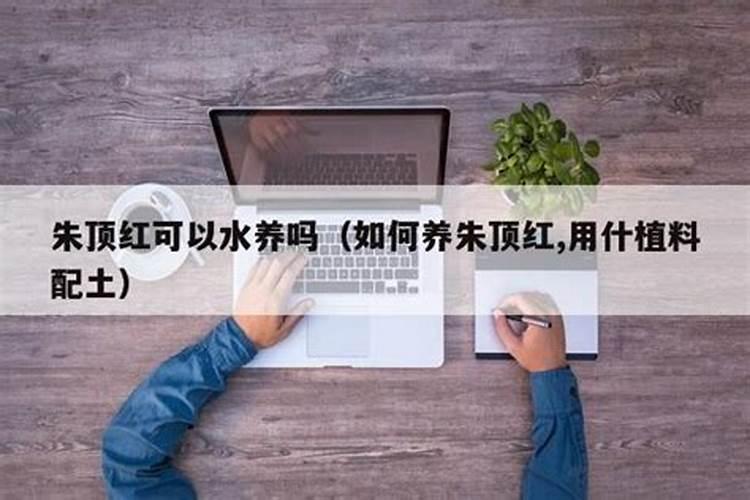 朱顶红的夏季养护方法