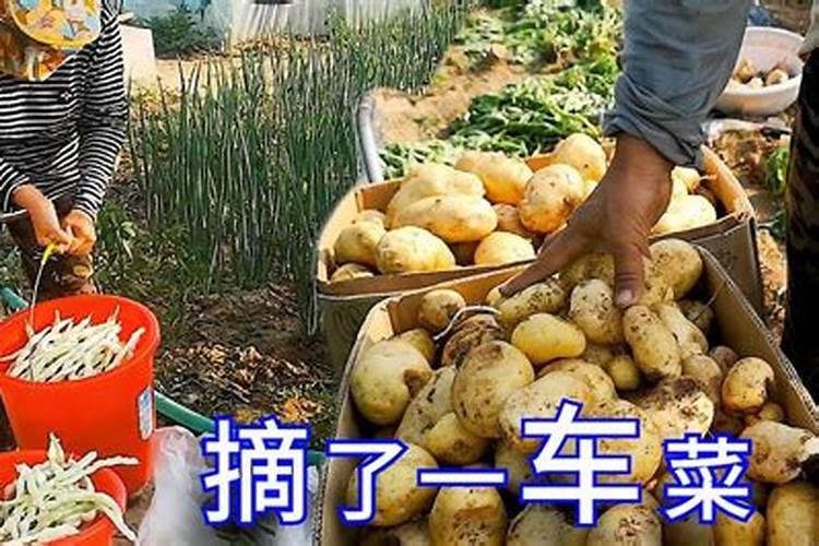 土豆开花后施什么肥料,土豆开花后结的果实能吃吗