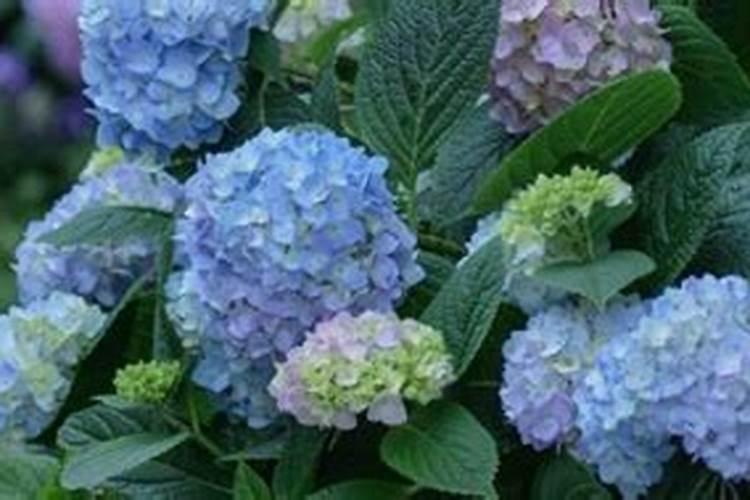 怎么让绣球花开花,开花后怎么处理