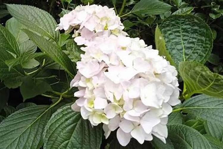 绣球花如何催花苞,怎么越冬