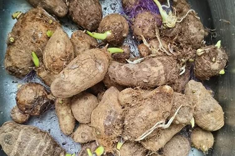 芋头用什么肥料最好