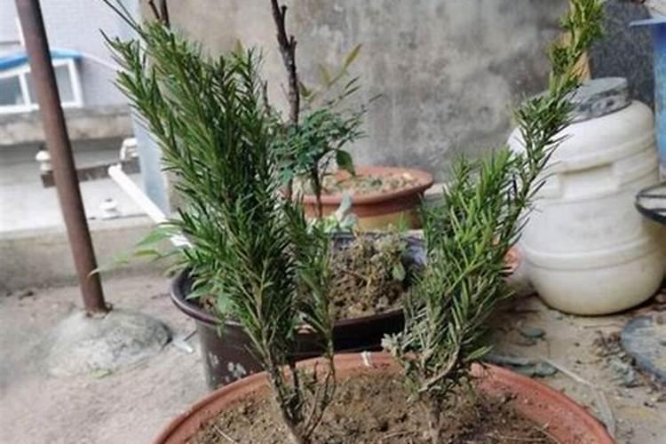 烟草种植需要什么肥料