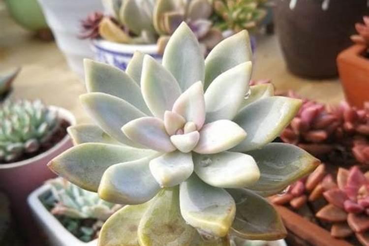 多肉植物施什么肥好