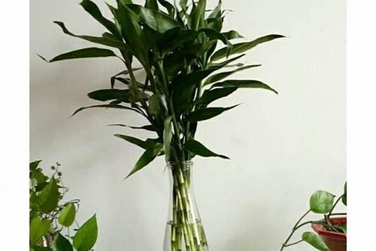 火龙果开花结果时如何施肥会更甜