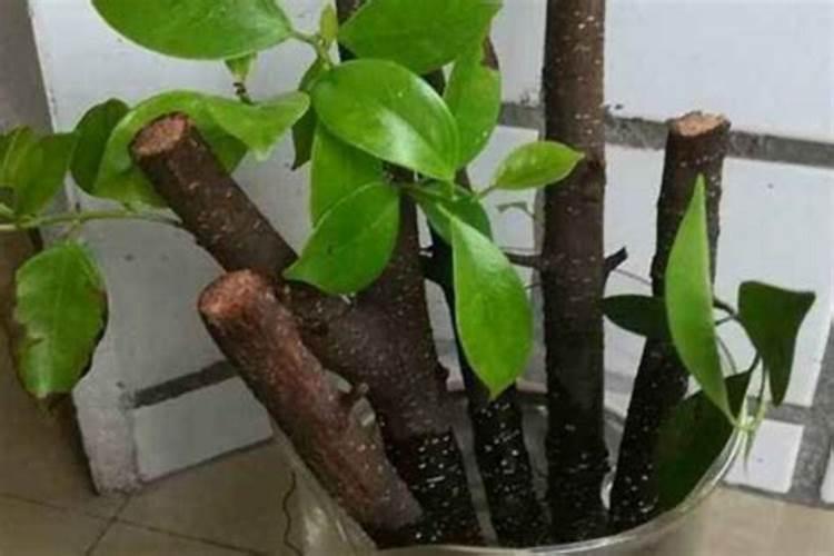 果树快速生根的方法