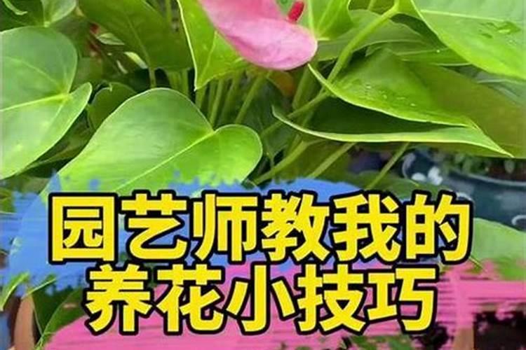 夏天怎么养好三角梅？要注意些什么？