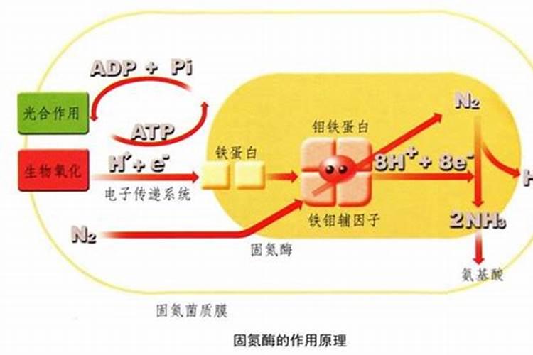 花椒叶面肥多久打好