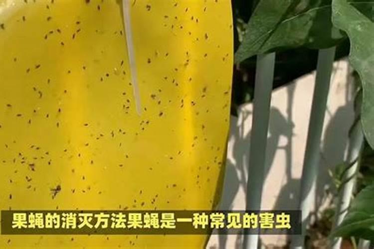 葡萄上的果蝇怎么治