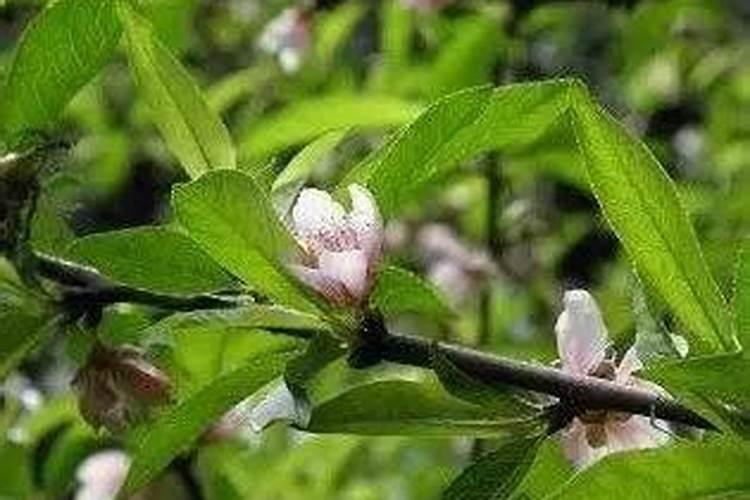 种植桃树时,每年要对其进行几次施肥？