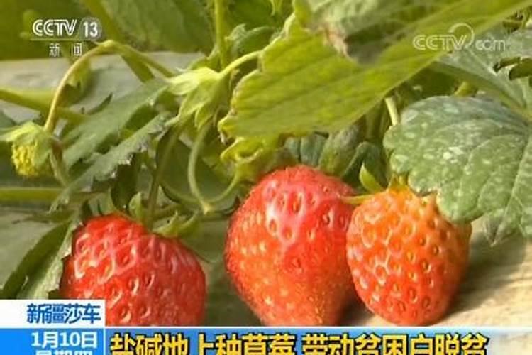 在种植过程中 草莓需要补钙么 草莓缺钙怎么办用什么补钙最好