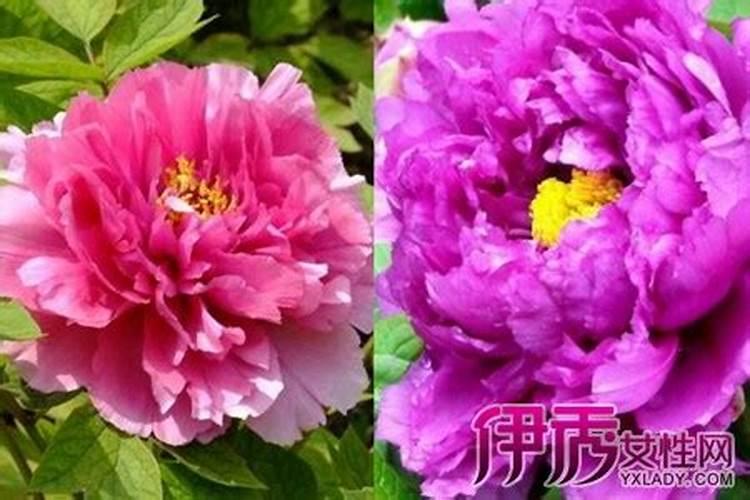 叶面肥和农药可以混在一起使用吗 常用叶面肥与农药混用先后顺序百度...