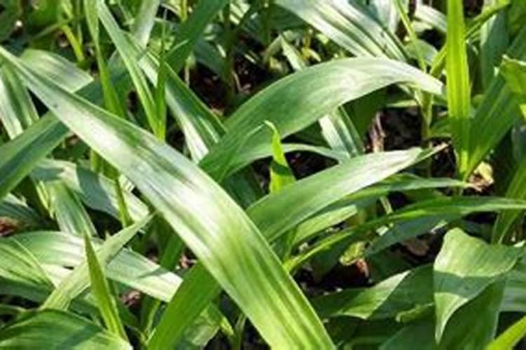 怎么室内种植菜子