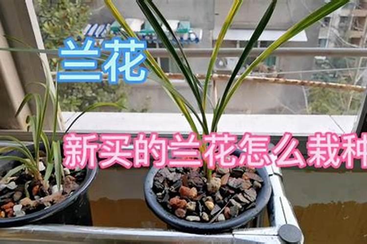 多肉移盆多久可以浇水