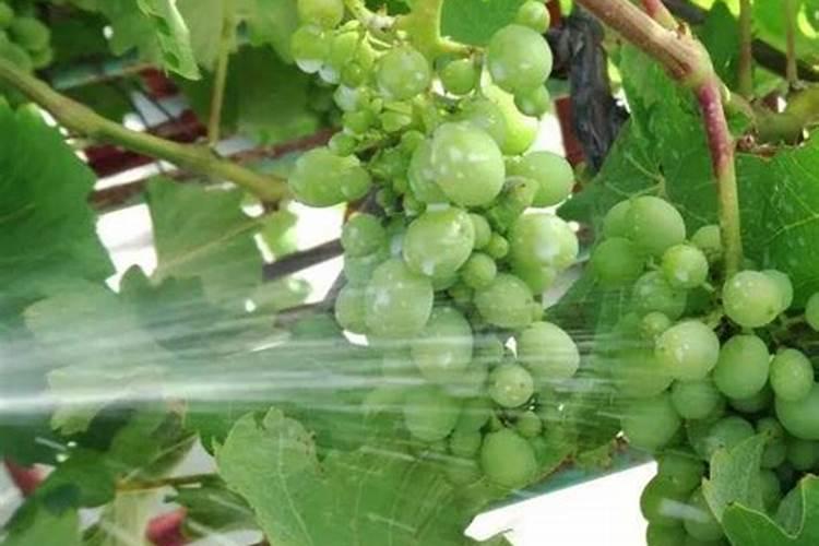 夏黑葡萄转色期喷几次磷酸二氢钾叶面肥？