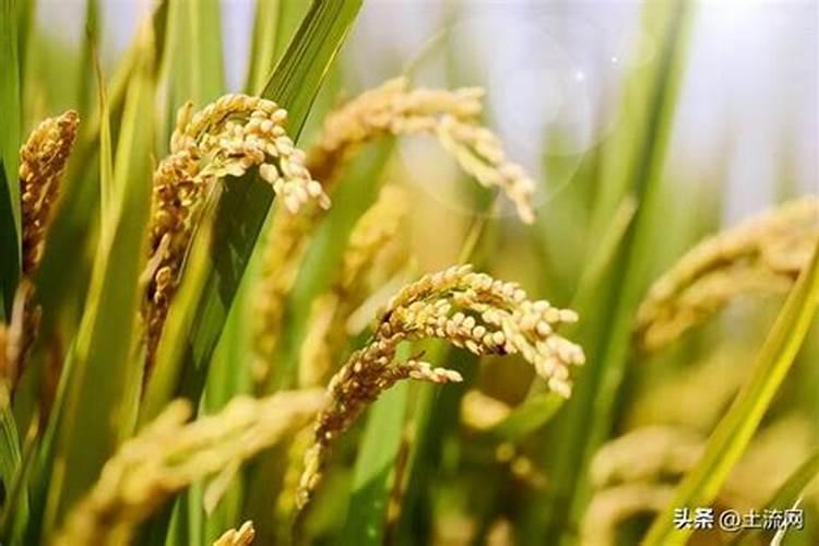 富硒,富硒,究竟什么是富硒米想种植富硒大米就必须使用富硒肥