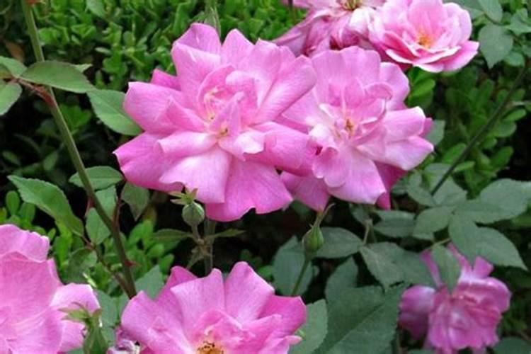 花生不同生长阶段的叶面肥使用技巧 花生应该怎么施肥