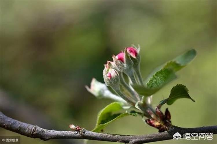 苹果树施肥最佳时间和方法及配方