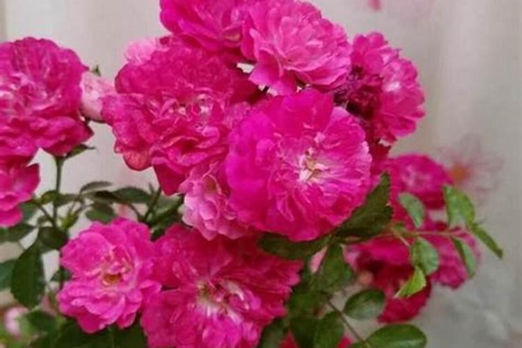 蔷薇花怎么种植方法