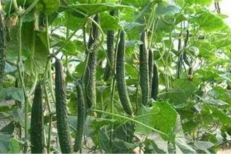 要想蔬菜长势旺、产量高,正确的施肥方法是什么？